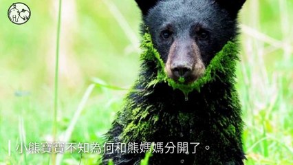 CollectionVideo-petmao_curation-petsmao.nownews-copy2-PetsMaoParser-2020/03/02-09:30