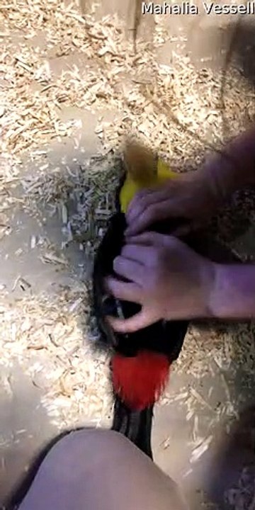 Toucan Enjoys Tickles