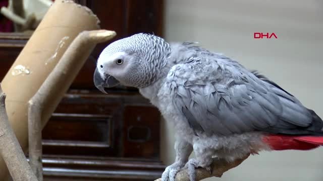 İzmir namık kemal lisesi, 'hayvan sahiplenmede' izmir'in gururu