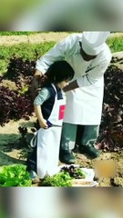 ऑर्गनिक फार्मिंग देखने पहुंचे तैमूर