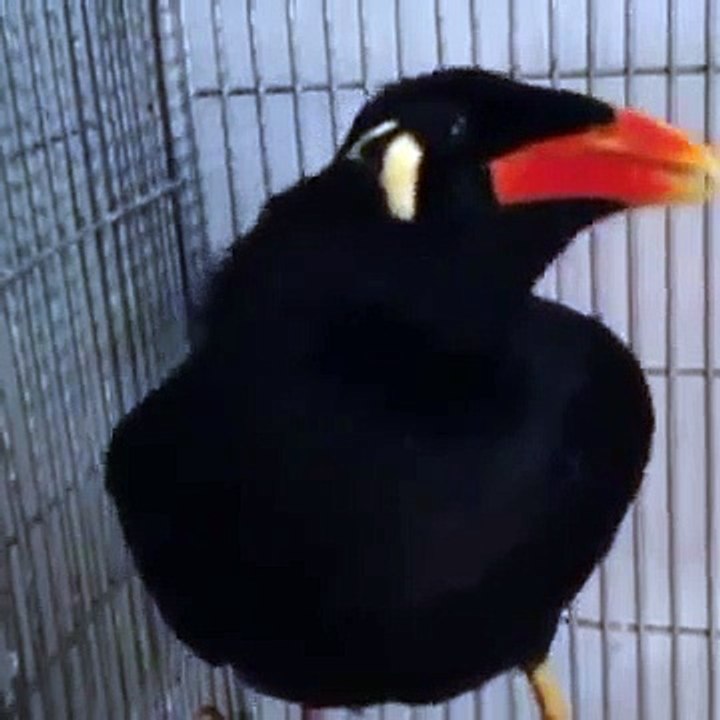 Exotic birds of Nature - Exotic Birds of the world - Exotic Birds of the world