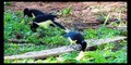 Brazilian birds in nature | Beautiful birds singing | Woodpecker has arrived in the Sunflower seed