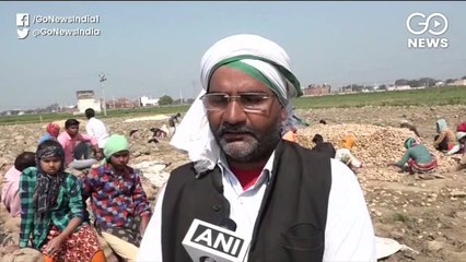 बेमौसम बारिश से खेतों में रखे सैकड़ों टन आलू सड़े, मदद की अपील की