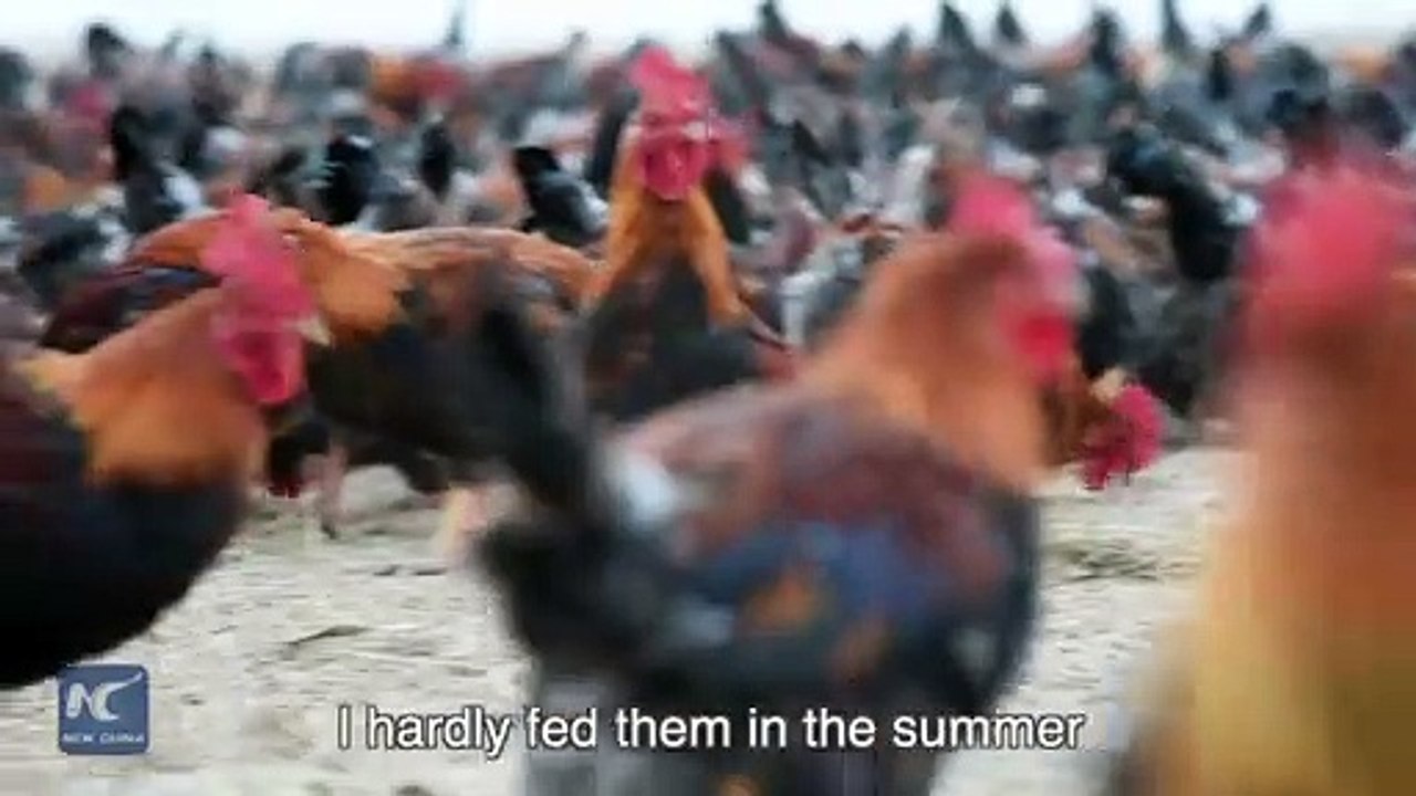 Chinese Farmer And His 70 000 Chickens Become Online Celebrities