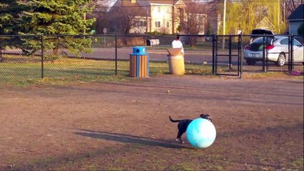 Doggo Jumps for Giant Ball