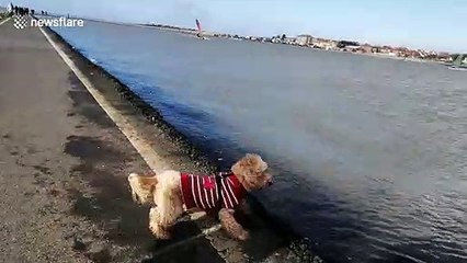 Gone with the windsurfer! Cute cockapoo pup falls into lake while chasing windsurfer on UK coast