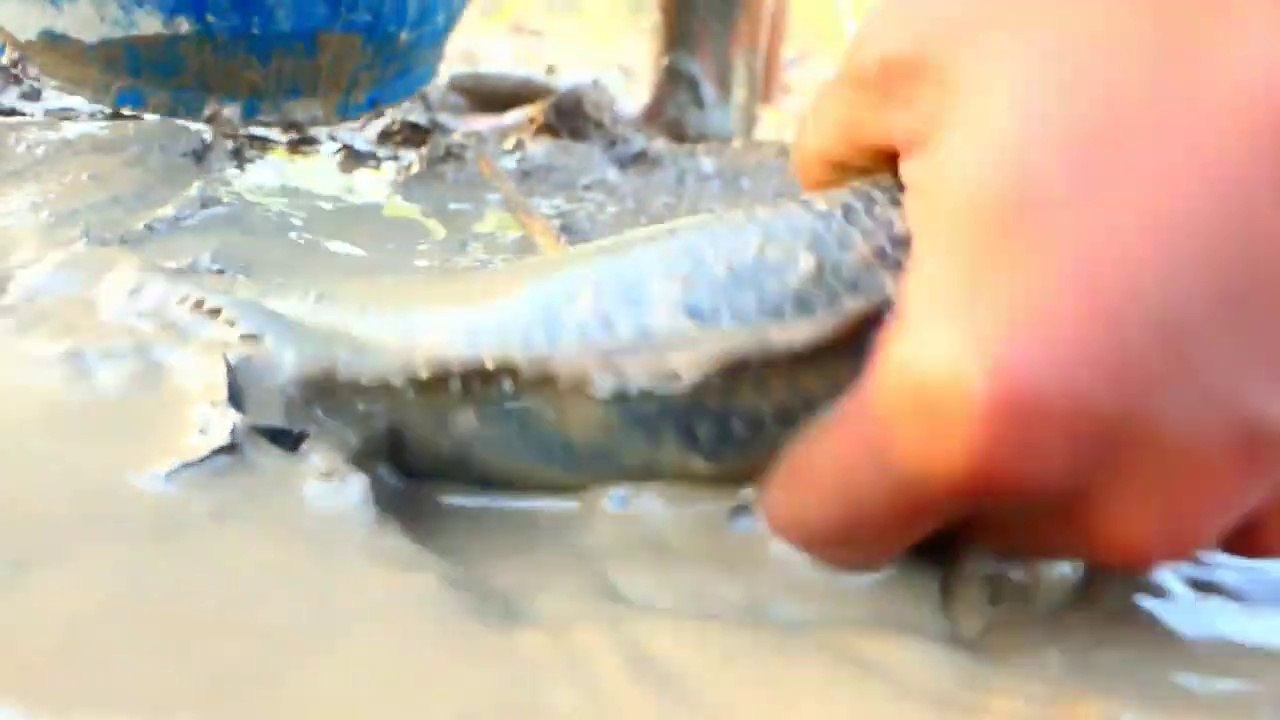 Unique Fishing - Catching Catfish- In Dry Season - Find Catfish in Secret Hole Dry