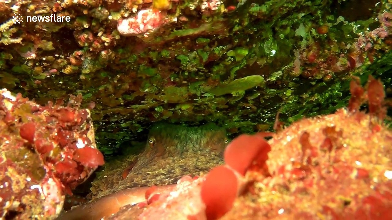 Giant Pacific octopus grabs scuba diver's camera during close encounter video Dailymotion