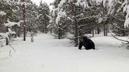 Швеция: лоси приходят на ужин к лошадям