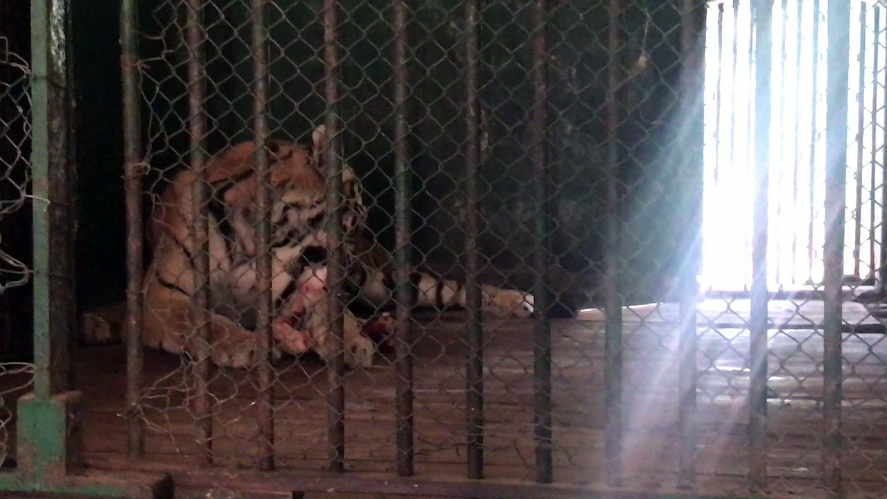 Hungry Tiger