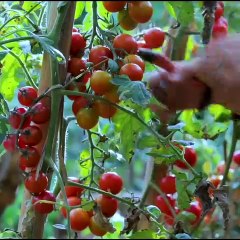 Liziqi best tomato cooking recipe