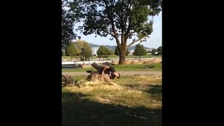 BMX Rider Hits Tree Stump And Falls