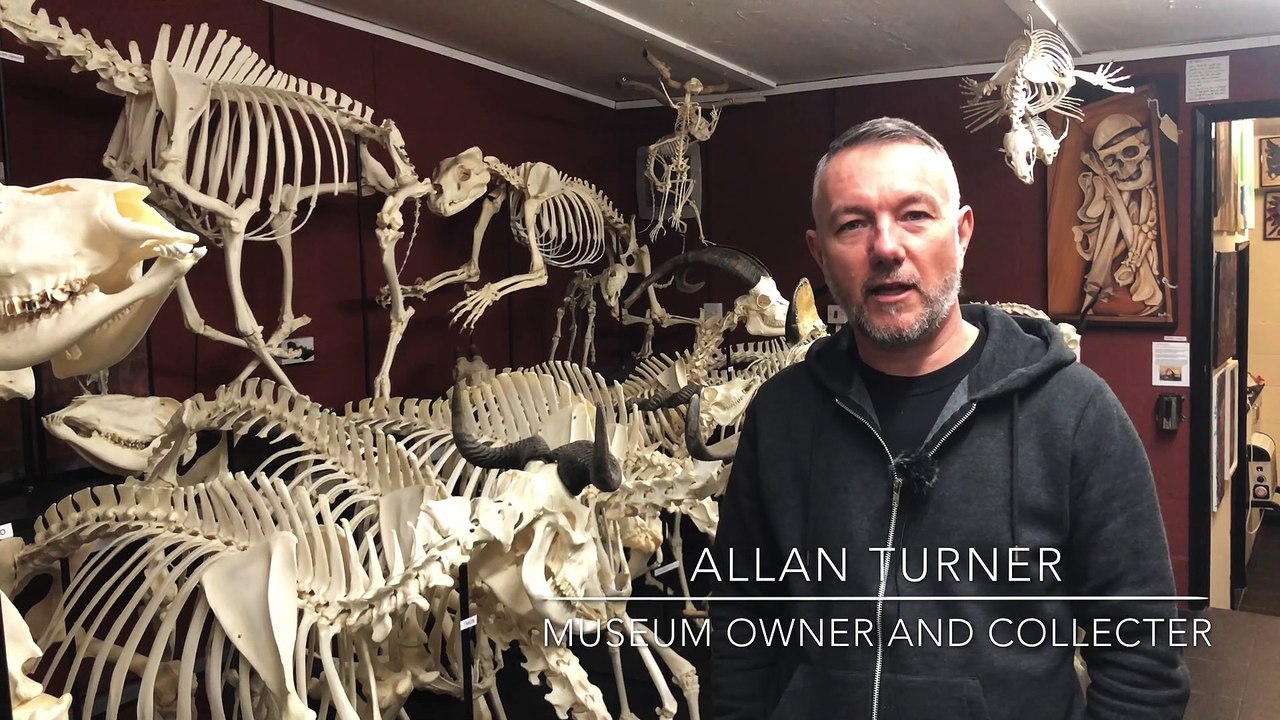 Hundreds of animal skeletons are on display in Doncaster ranging from lions, leopards and rhinos to frogs, lizards and rats