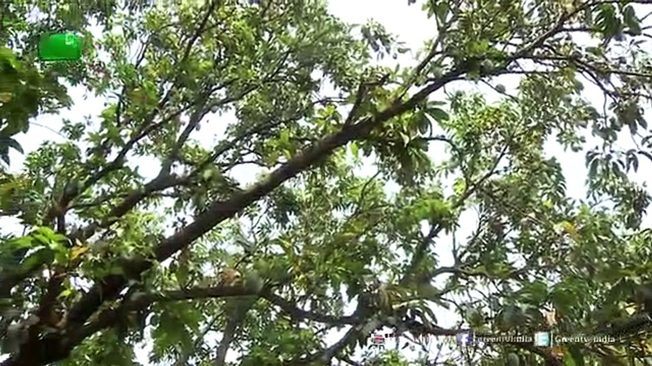 किसान_आम(Mango)_की_फसल_की_ज्यादा_पैदावार_के_लिए_करें_अचूक_उपाय_न_रहेगा_दीमक_और_मक्खियों_का_(360p)