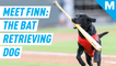 Meet the four-legged bat boy of this minor league team – Mashable Originals