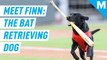 Meet the four-legged bat boy of this minor league team – Mashable Originals