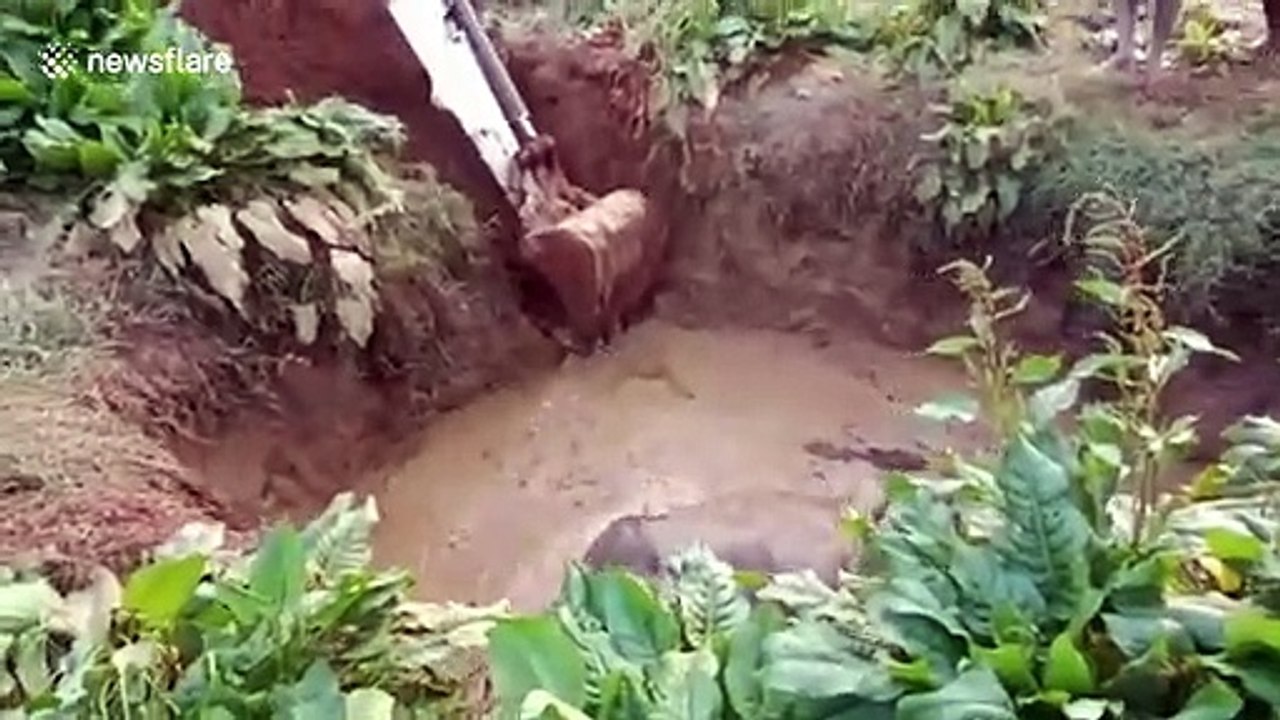 Wild bison falls into water-filled trench in south India and has to be dug free