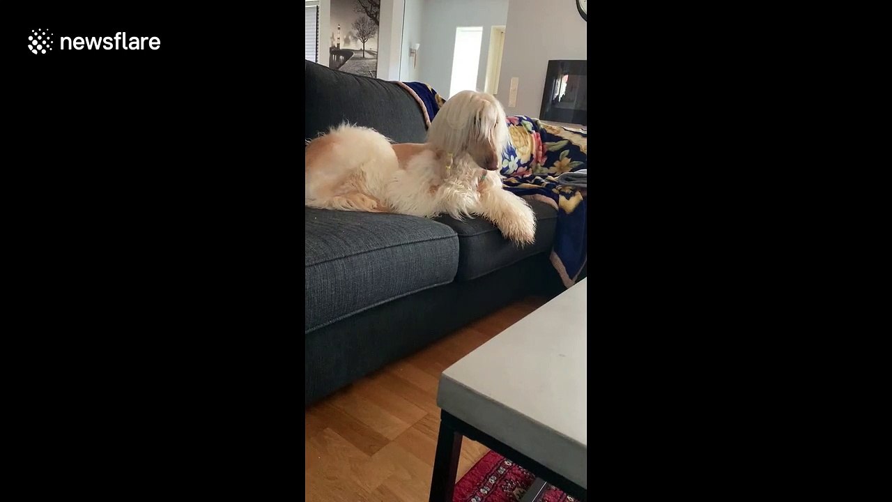 Hilarious moment dog in Sweden howls at the sound of an ice cream truck