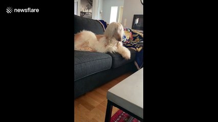 Hilarious moment dog in Sweden howls at the sound of an ice cream truck