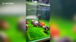 Hand of cod! Fish scores goal in soccer pitch themed aquarium