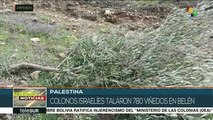 Talan colonos israelíes 780 viñedos y olivos palestinos