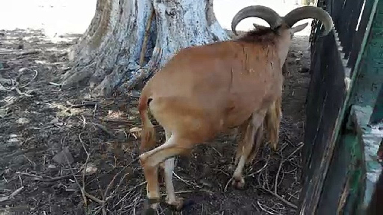 Zoo In Egypt Has Old Horned Brown  Water Defassa