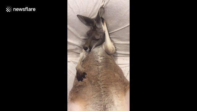 Grumpy kangaroo sticks paws in his ears refusing to listen to carer