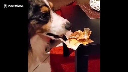Dog flawlessly performs the tablecloth trick with two fifty Euro notes