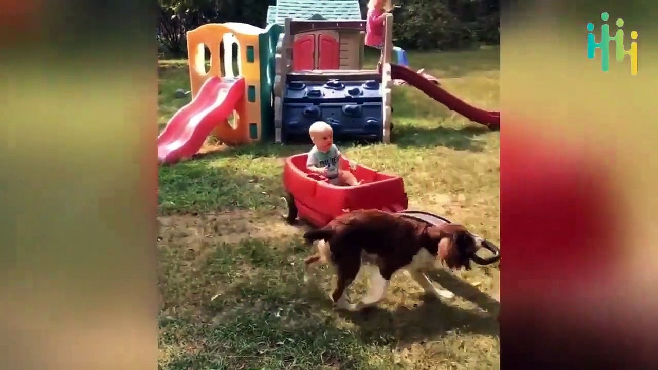 Funniest Kids and Animal Fails