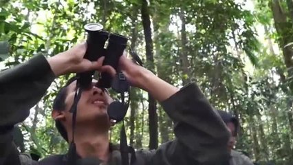 El último orangután albino de Indonesia se encuentra en libertad