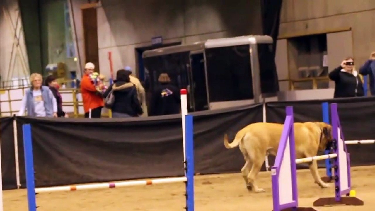 Lors d’un concours d’agilité canine, un chien de race mastiff réalise le parcours à son rythme.