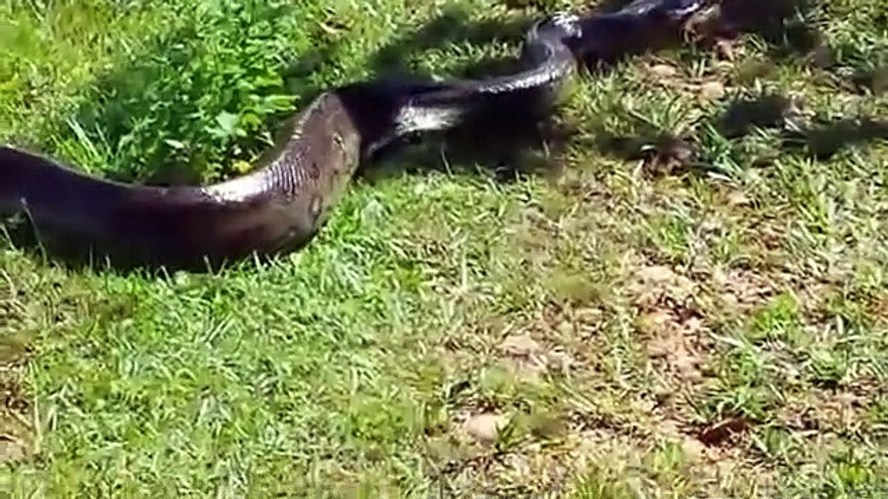 Ils croisent la route d'un énorme anaconda qui sort de l'eau