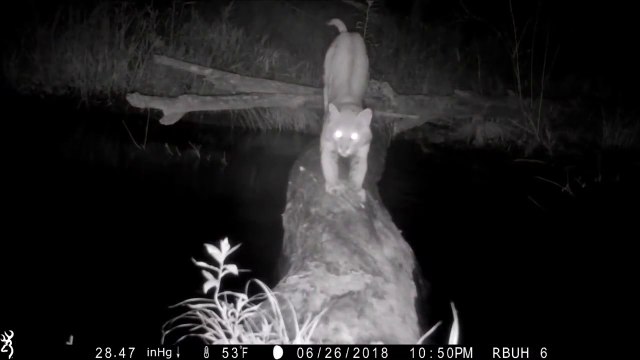 Ce qui se passe sur ce pont de bois en 1 année est incroyable... Passage d'animaux
