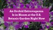 An Orchid Extravaganza Is in Bloom at the U.S. Botanic Garden Right Now