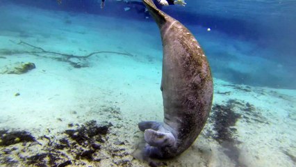 Happy Manatee Blows Bubbles in the Sand