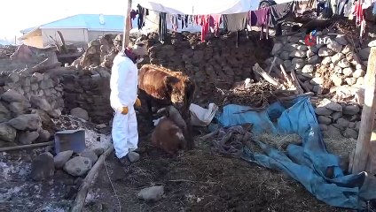 Soğukta kalan hayvanlara anne şefkati