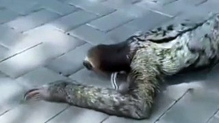 Earth New Animal. Earth New Animal video. New Funny video.