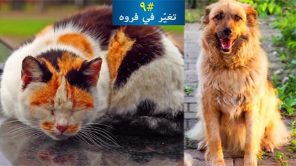 12 إشارة تدلّ على أن حيوانك الأليف بحاجة للمساعدة