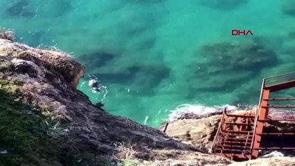 Antalya 'akdeniz foklarını yatak odasında rahat bırakın'