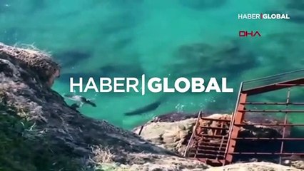 Antalya falezlerinde ortaya çıktılar: Onları yatak odasında rahat bırakın