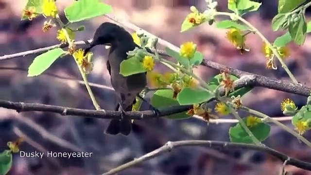 Free birds in nature, birdsong, Brazilian birds, birds singing - Nature is Amazing