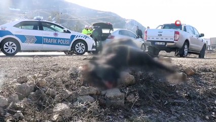 Otomobilin çarptığı at telef oldu