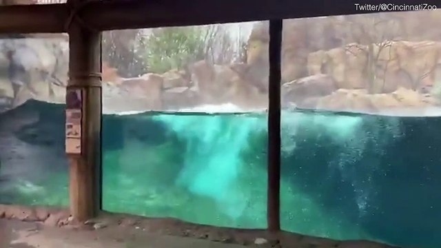 Ce bébé hippopotame s'amuse à sauter hors de l'eau comme une baleine