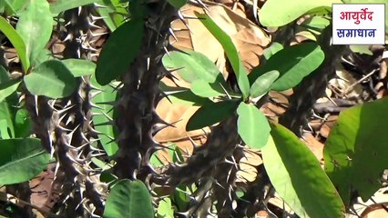 ताम्बे को सोना बना देता है यह जड़ी बूटी