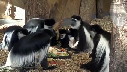 Gran expectación ante el nacimiento de un mono en el zoo de Praga