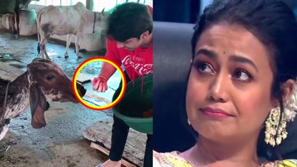Neha Kakkar's ex-boyfriend Himansh feeds  LADDUS to cows;Watch video | FilmiBeat