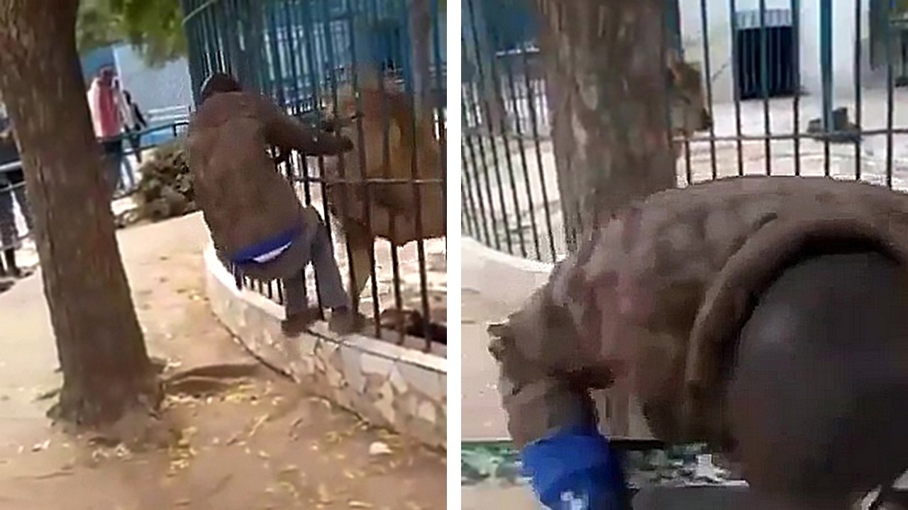 Un lion mord la main d'un employé