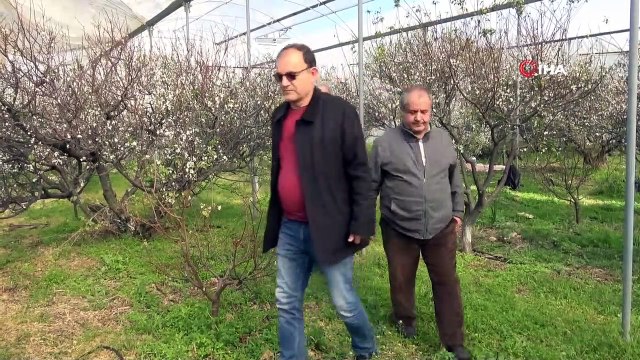 Türkiye'de ilk turfanda erik hasadı yapıldı...1 kilo erik 250 liraya satıldı