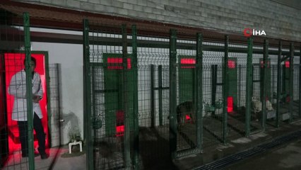 Sokak hayvanları üşümesin diye barınakların içine ısıtıcılar kondu