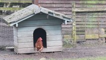 Rescued hens re-homed at Samlesbury Hall